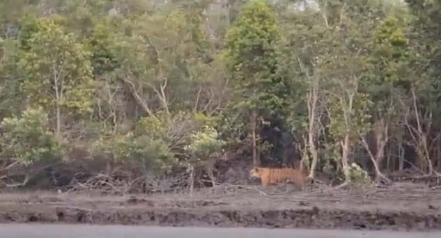 Then the video of tiger walking went viral