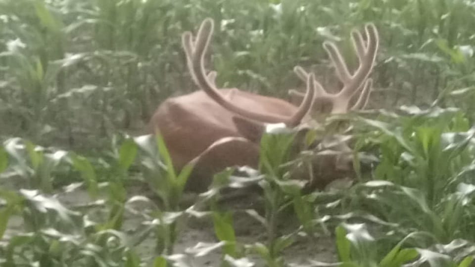 Dreaded dogs attack reindeer herd one dead in Kasganj