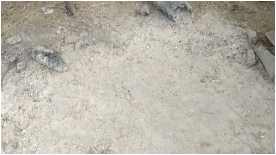 21 Year Girl Dies In Kota Ashes Missing From Crematorium