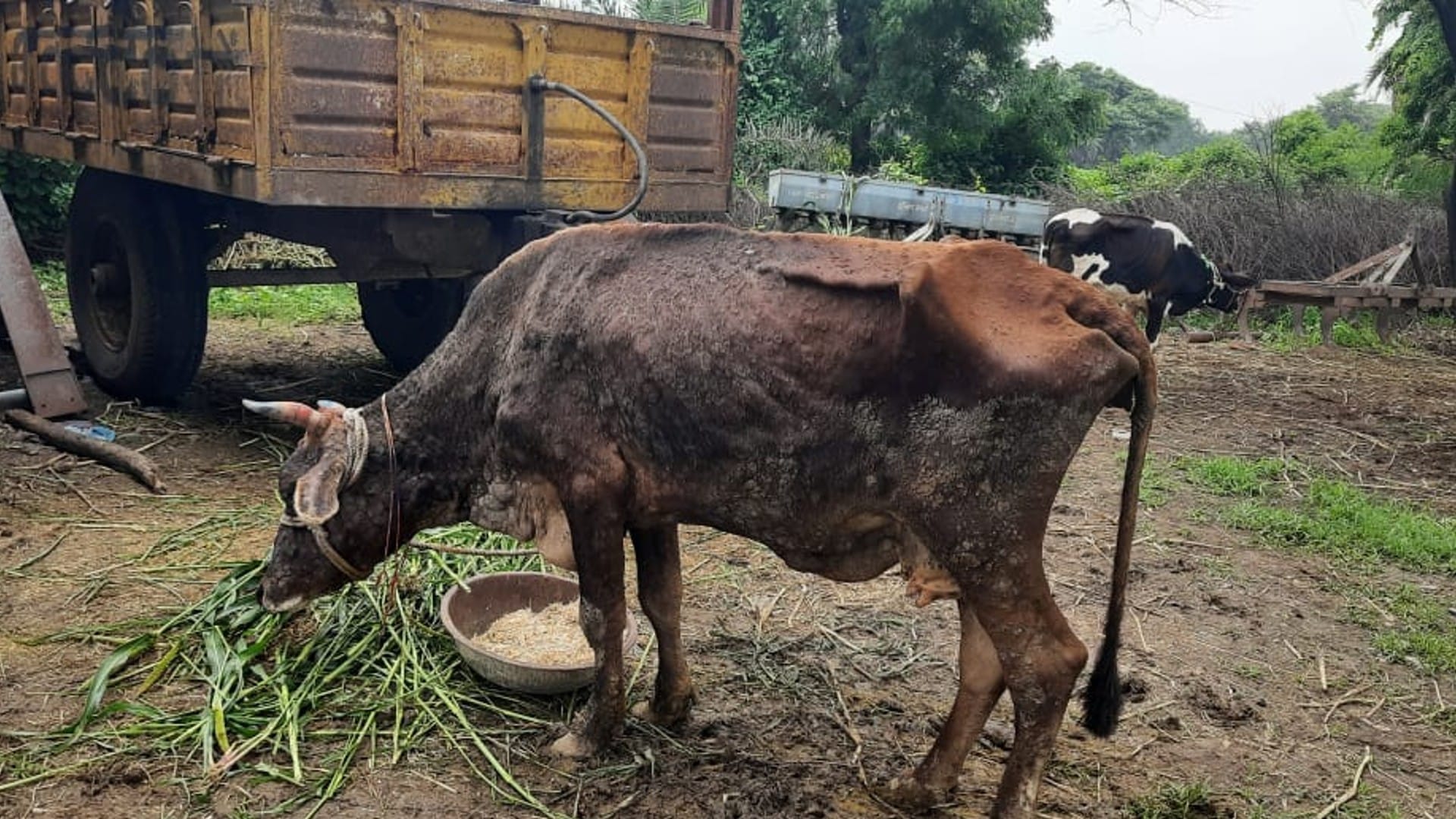 Lumpy Skin Disease Virus Outbreak in Madhya Pradesh Symptoms found in Dozen of Cows Know More