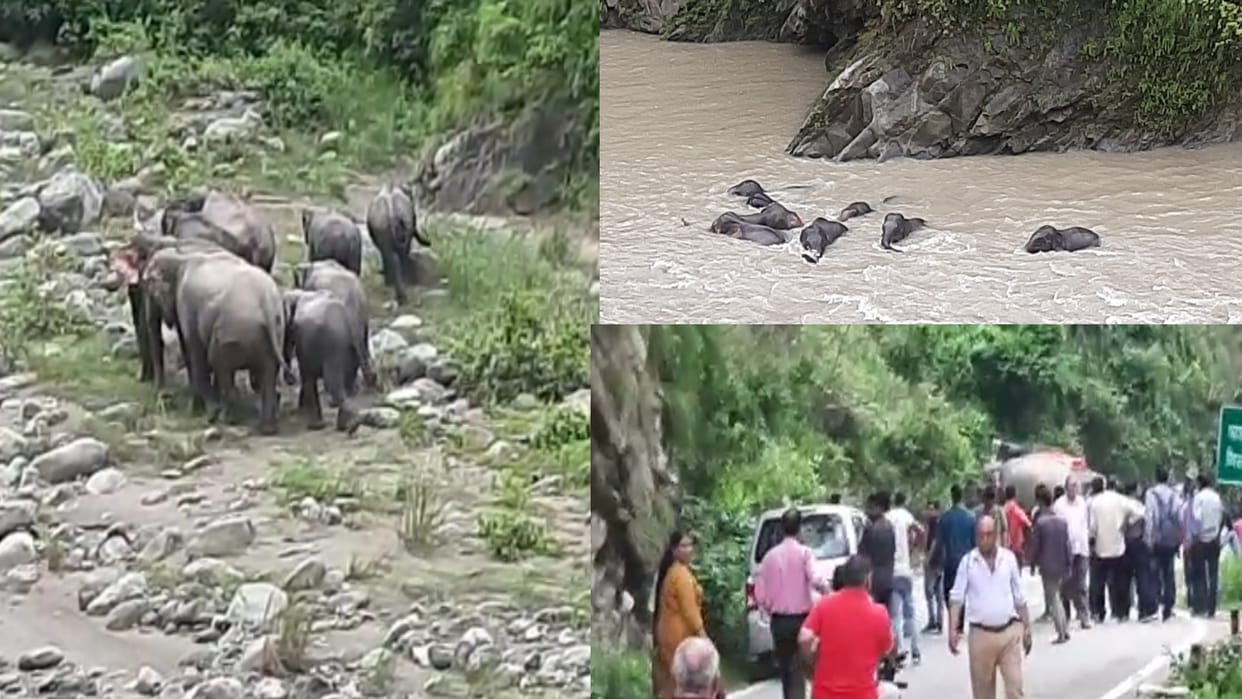 Elephant attacked max pickup on national highway in kotdwar traffic jam