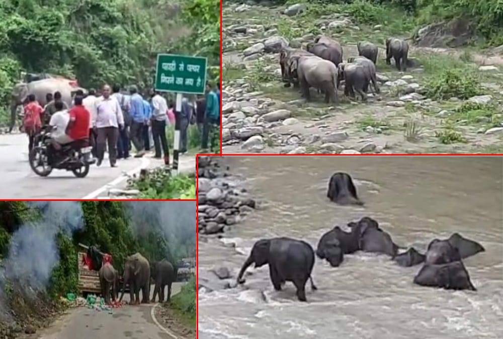 Uttarakhand News: Group of Elephants enter on Kotdwar Pauri Highway Photos