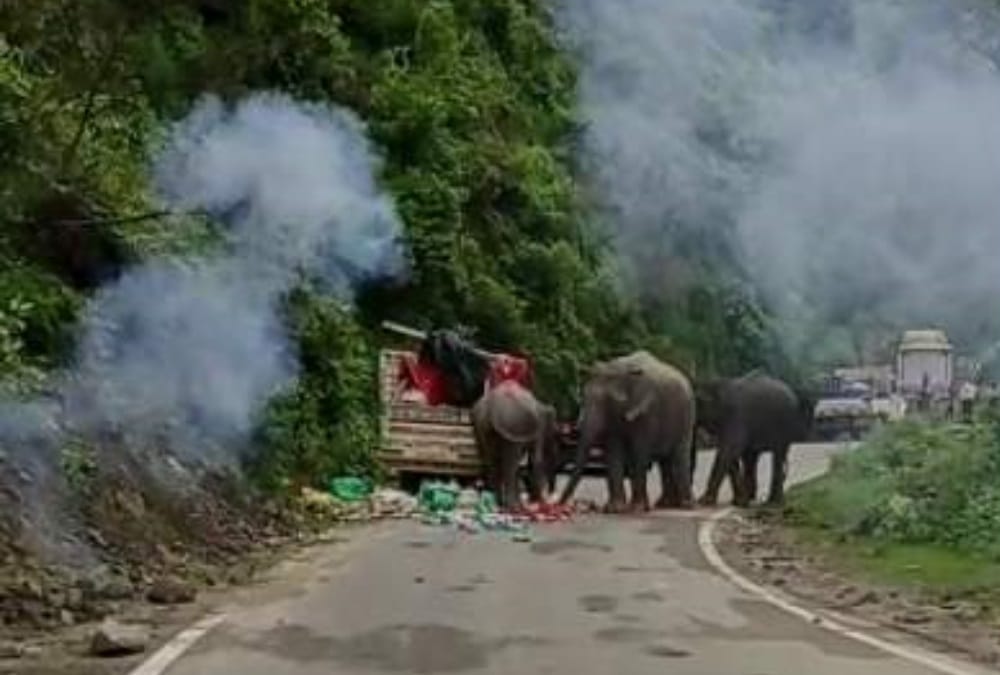 Uttarakhand News: Group of Elephants enter on Kotdwar Pauri Highway Photos