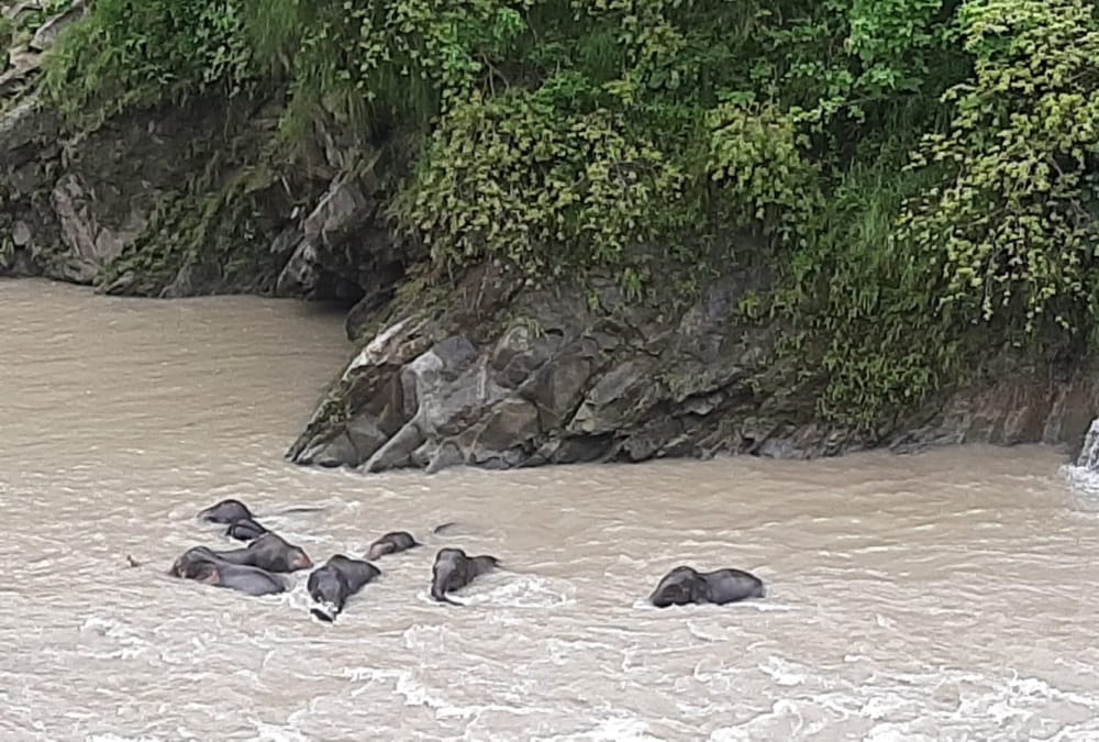 Uttarakhand News: Group of Elephants enter on Kotdwar Pauri Highway Photos