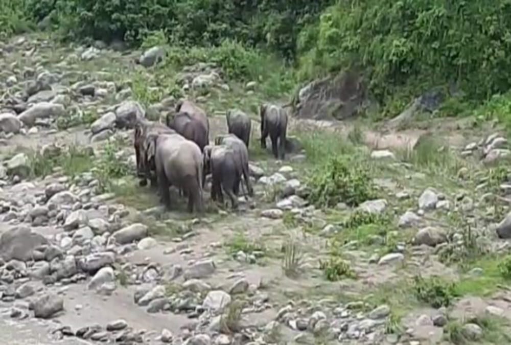 Uttarakhand News: Group of Elephants enter on Kotdwar Pauri Highway Photos