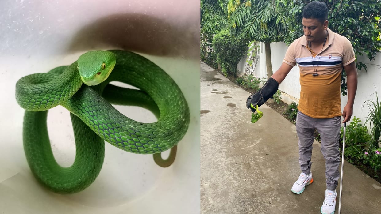 Rescue team caught Himalayan white lipped pit viper in Dehradun See Photos