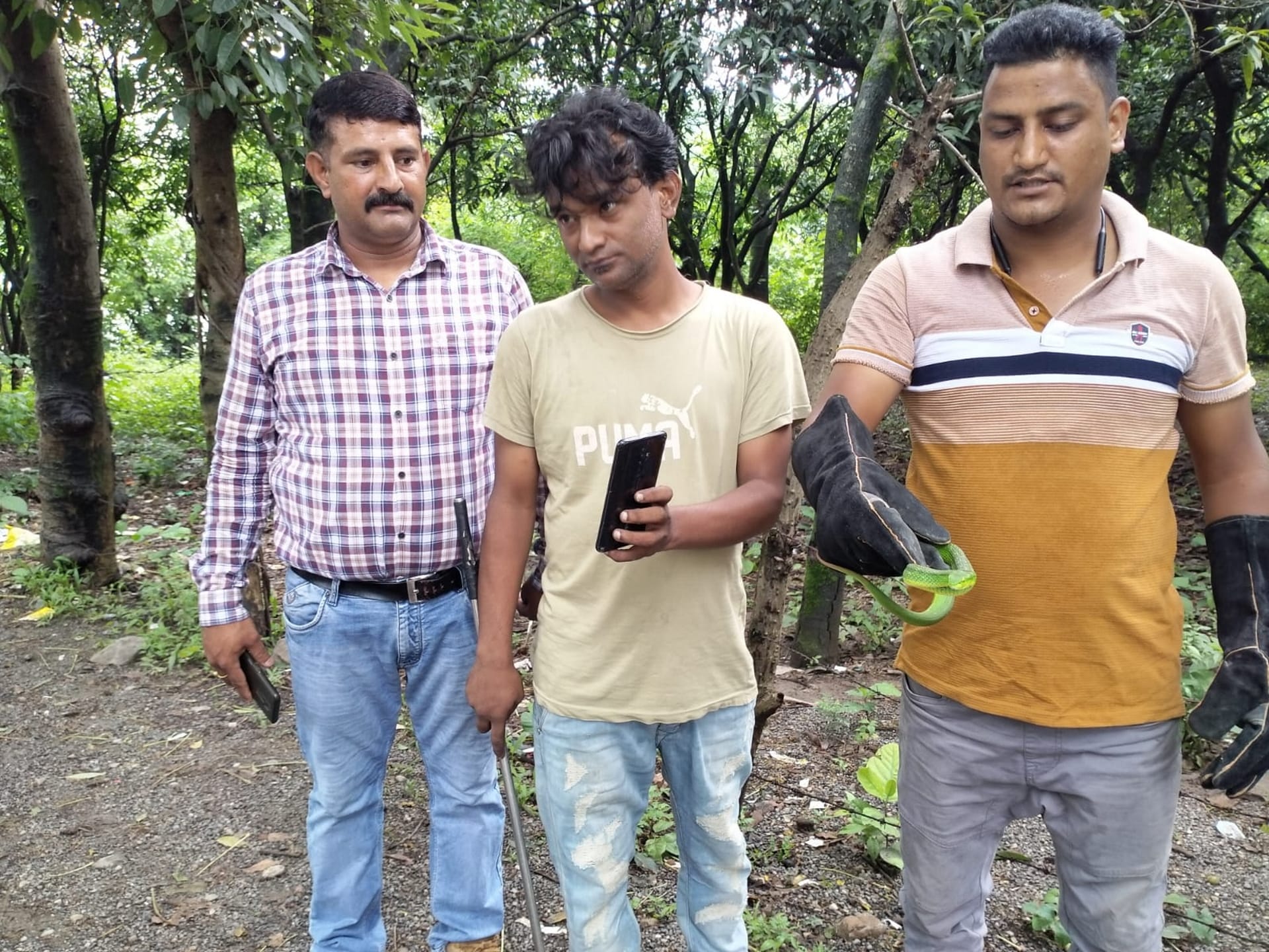 Rescue team caught Himalayan white lipped pit viper in Dehradun See Photos