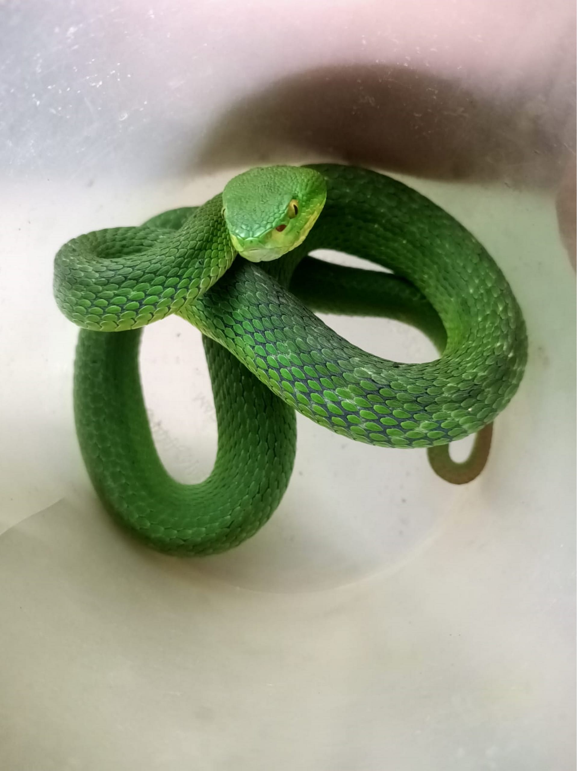 Rescue team caught Himalayan white lipped pit viper in Dehradun See Photos