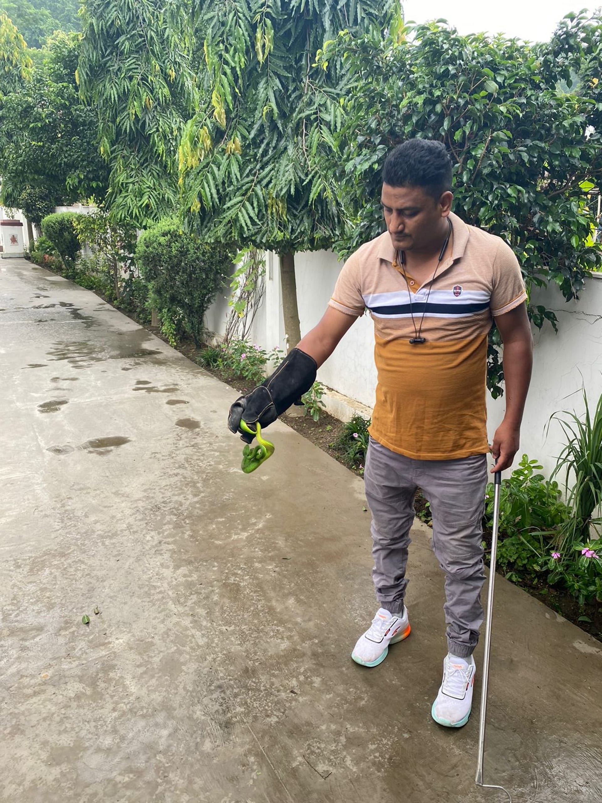 Rescue team caught Himalayan white lipped pit viper in Dehradun See Photos
