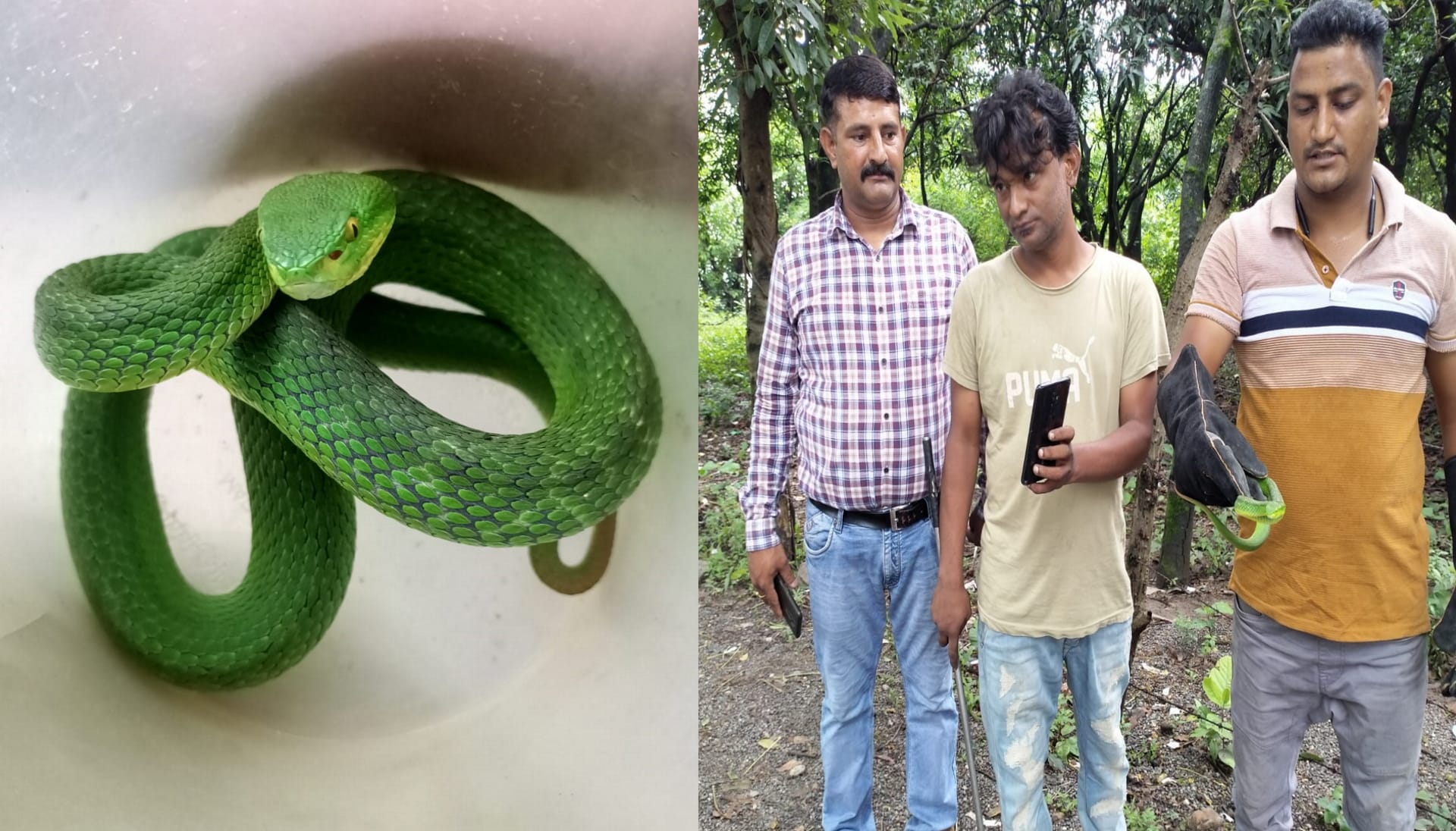 Rescue team caught Himalayan white lipped pit viper in Dehradun See Photos
