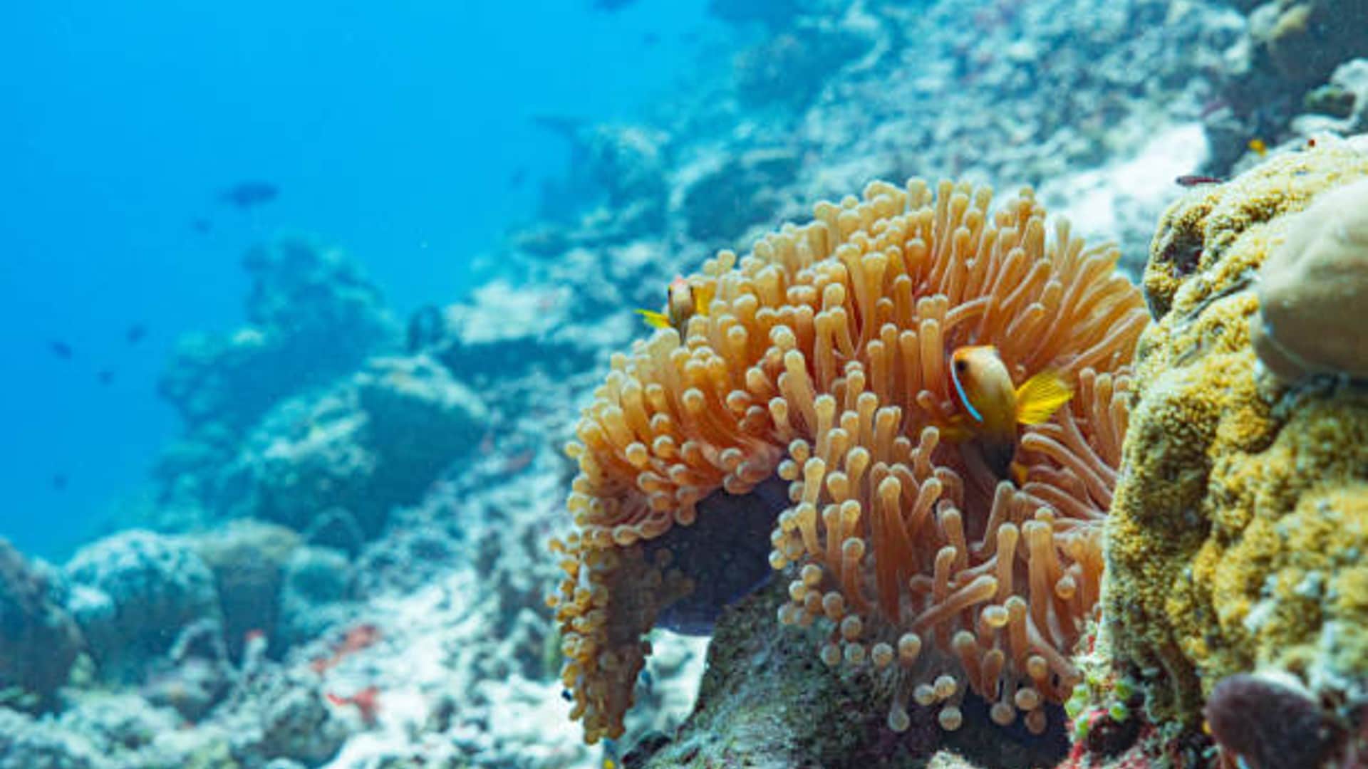 New Strange 39 Species Found In Pacific Ocean Know Details News In Hindi