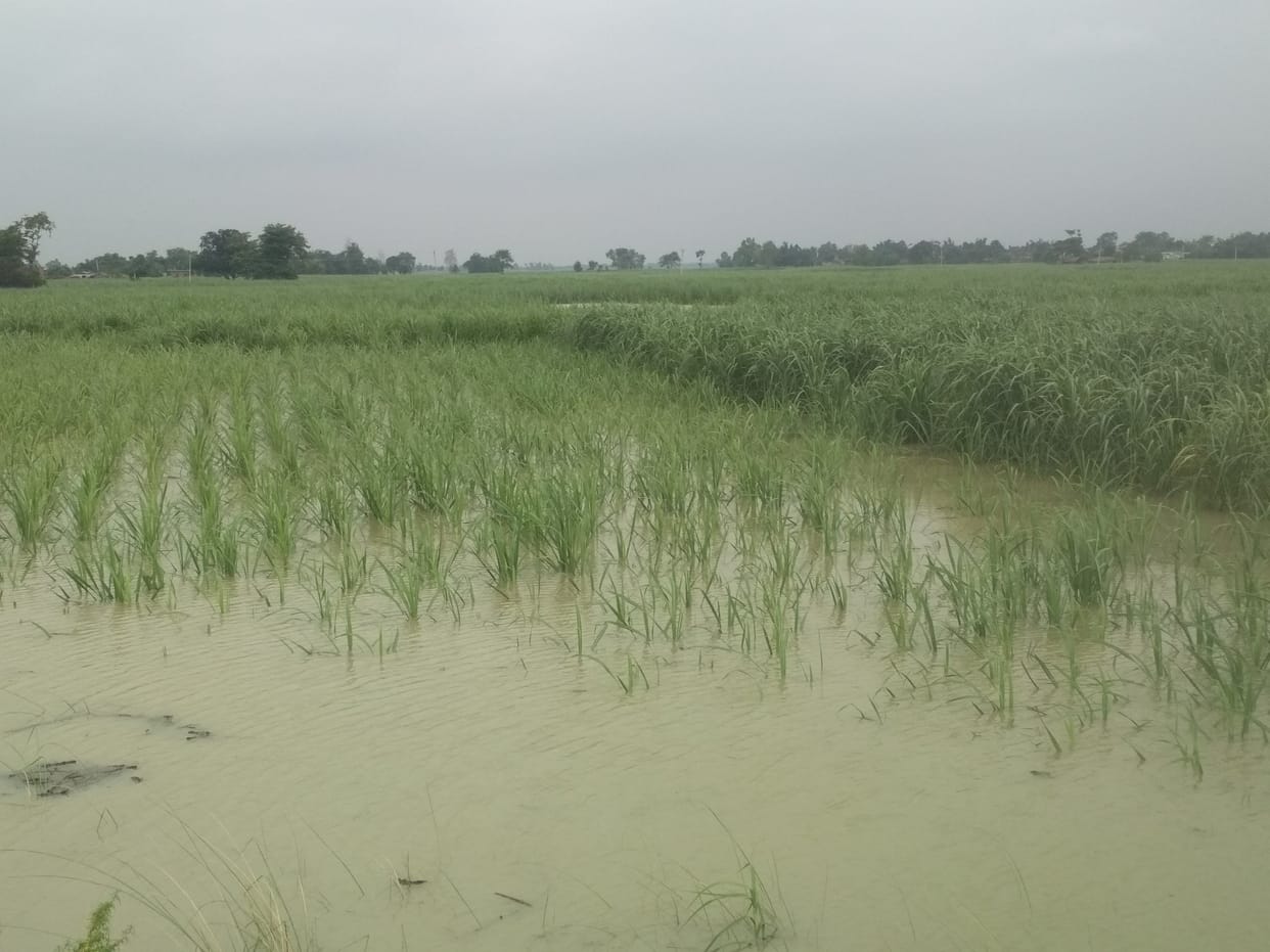 Bansi rises due to the waters of river Gandak