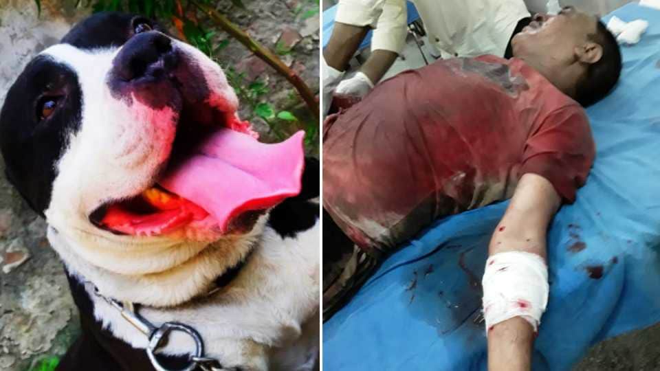 Pitbull dog attacked the owner in Ropar of Punjab