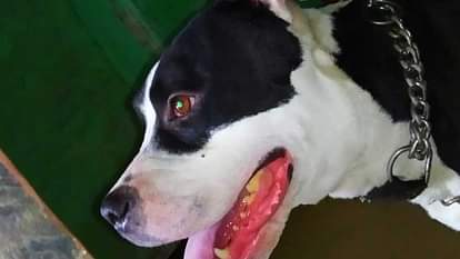 Pitbull Attack After Lucknow Ropar Pitbull Attack in Gurugram