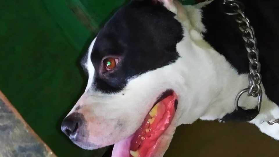 Pitbull dog attacked the owner in Ropar of Punjab