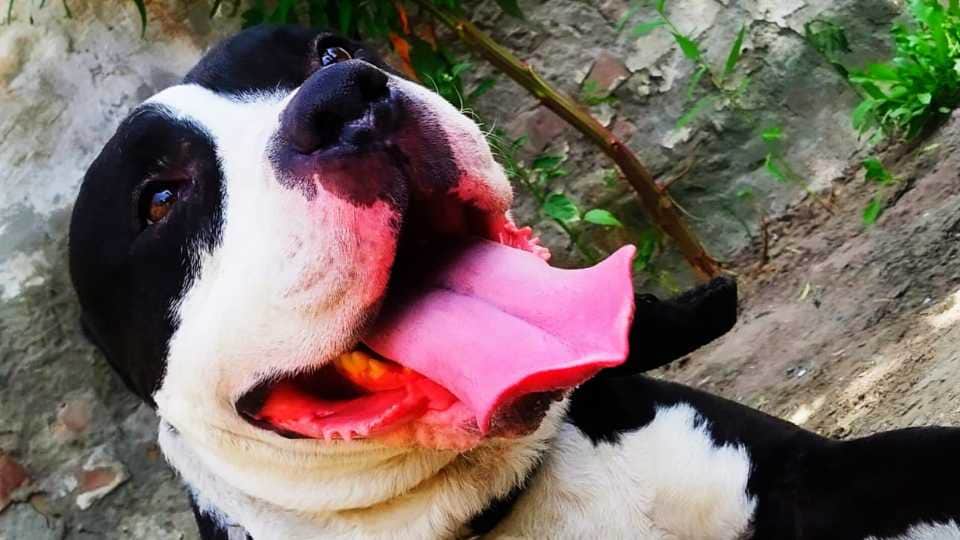 Pitbull dog attacked the owner in Ropar of Punjab