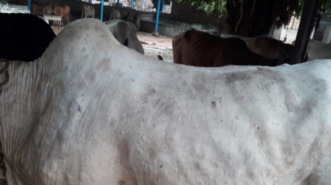 Over 100 bovines in the goshala are in the grip of lungi skin disease, the condition of 17 is bad.