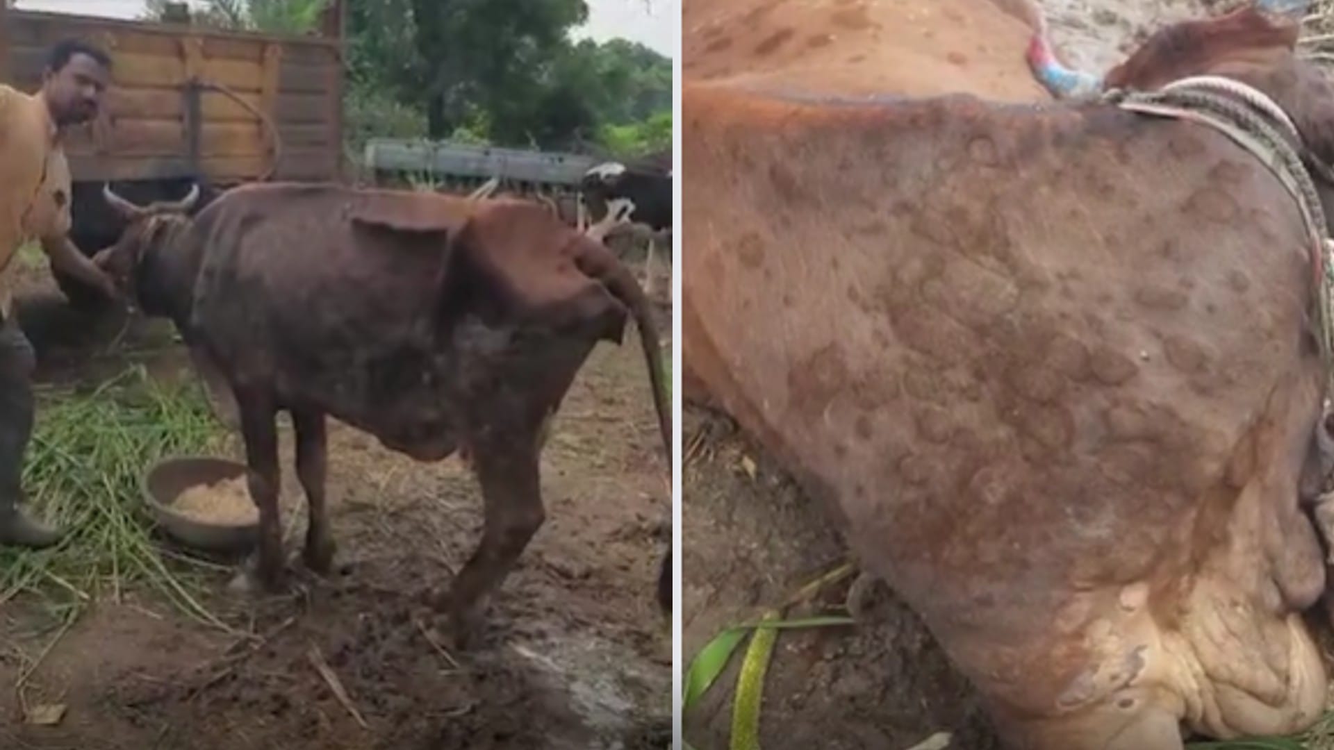 Lumpy Skin Disease Virus Outbreak in Madhya Pradesh Symptoms found in Dozen of Cows Know More