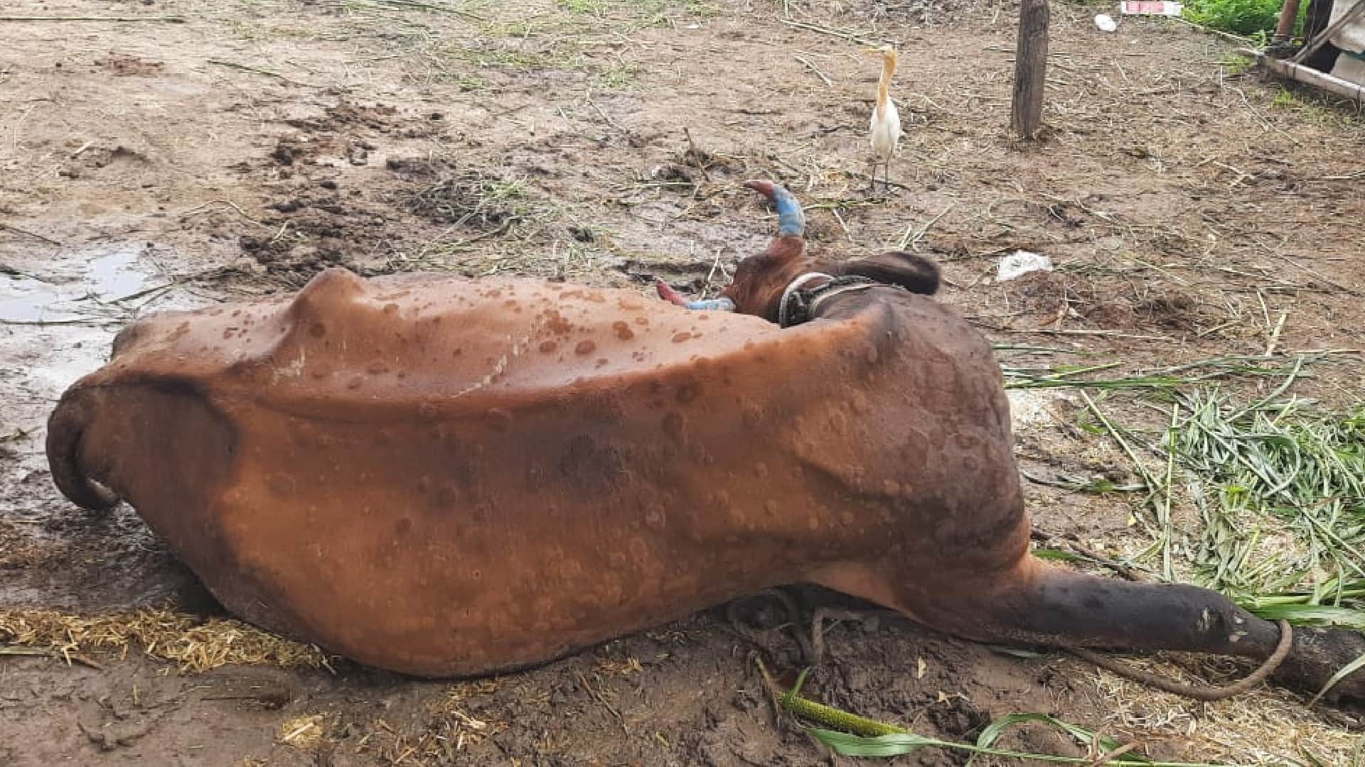 Lumpy Skin Disease Spread In Rajasthan, Gujarat And MP 10 Thousand Cows Died Two Lakh Infected