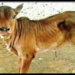 बछिया