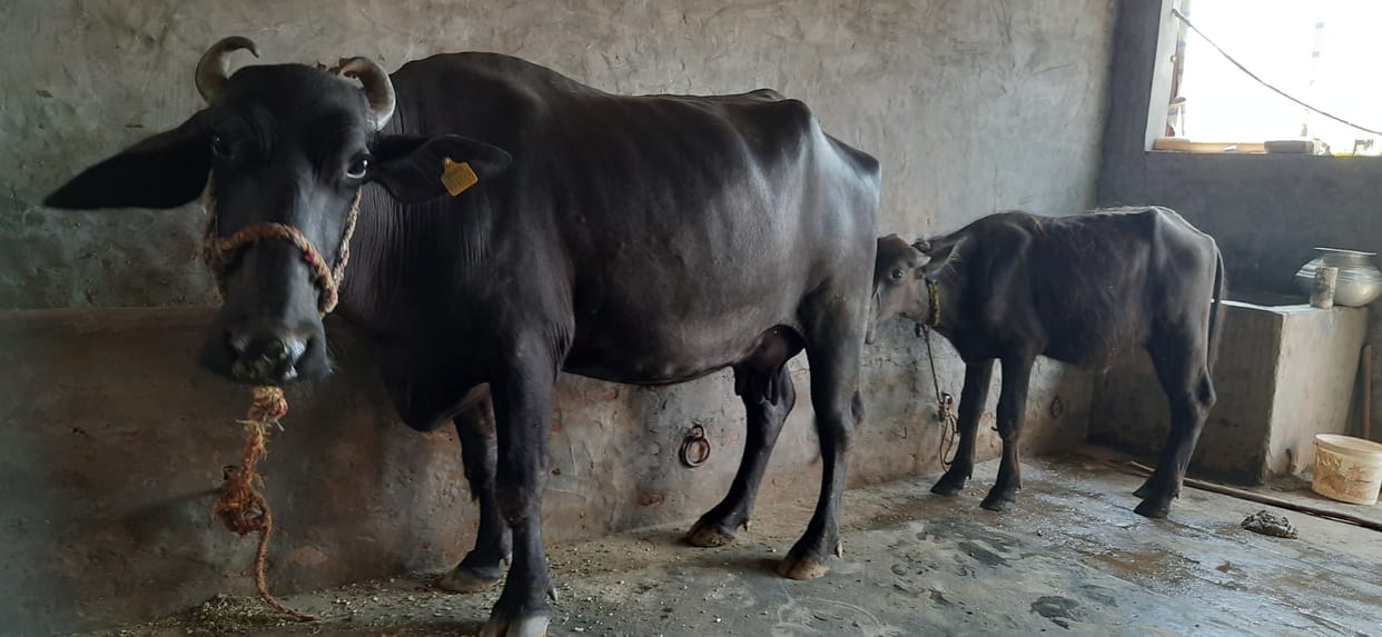 Not a case of lumpy skin virus, animal husbandry department in alert mode