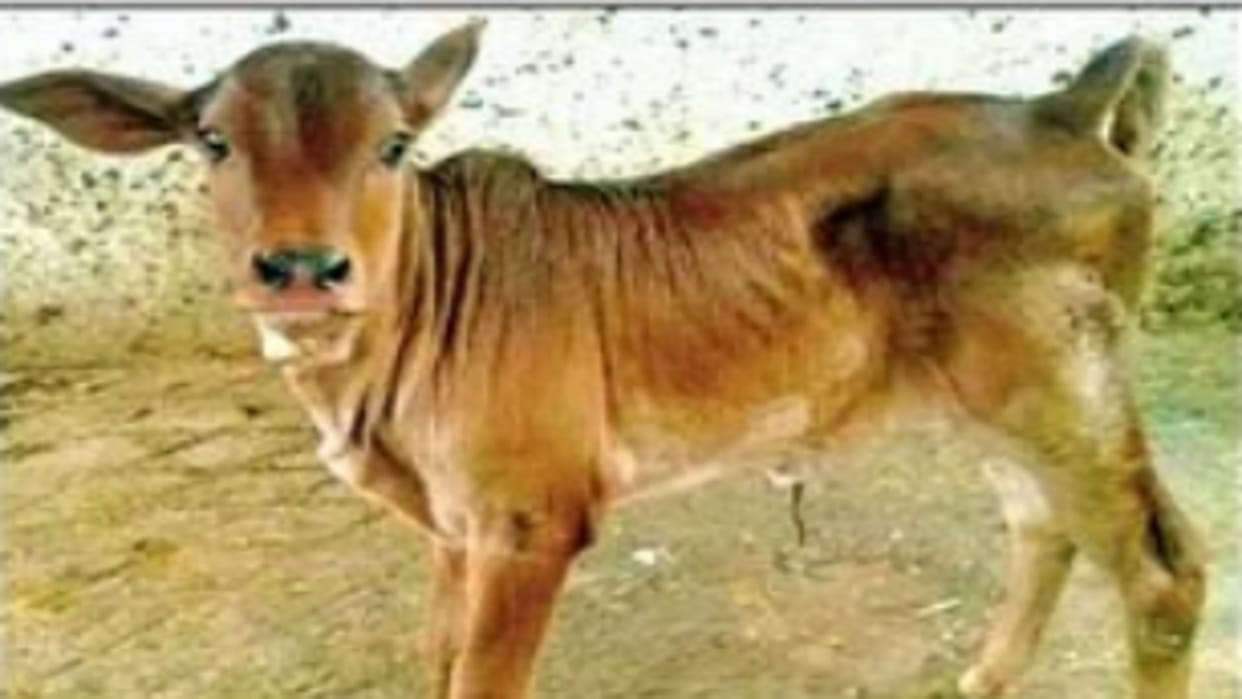 heifers and calves born with test tube technology For the first time in UP