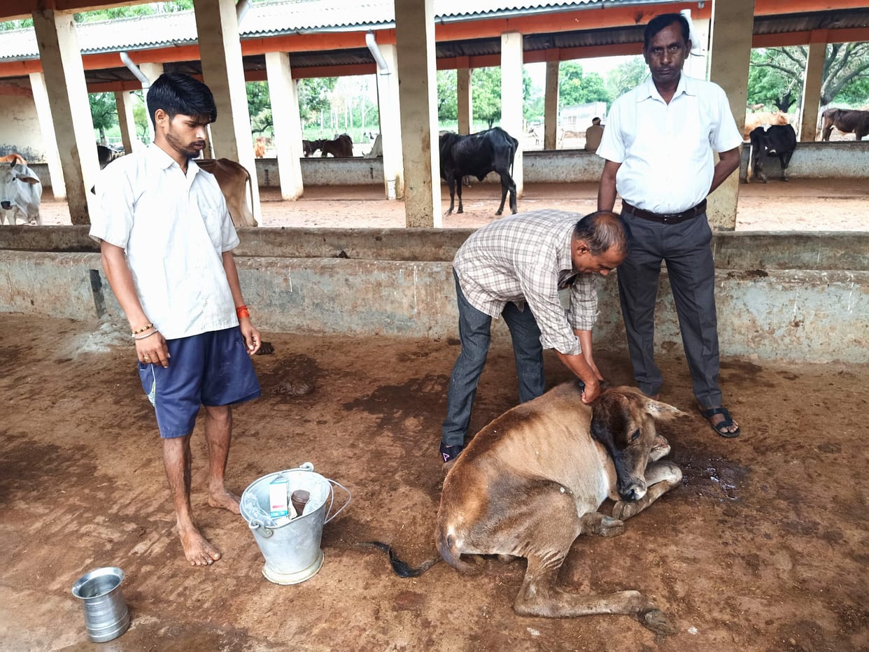 Animals did not get green fodder nor porridge in Bilari for six months