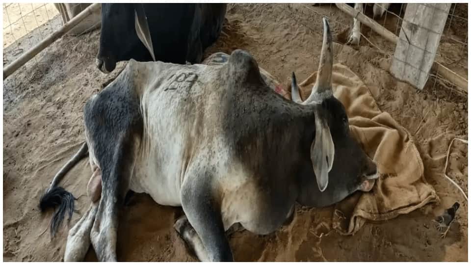 Lumpy Skin Disease Spread In Rajasthan, Gujarat And MP 10 Thousand Cows Died Two Lakh Infected