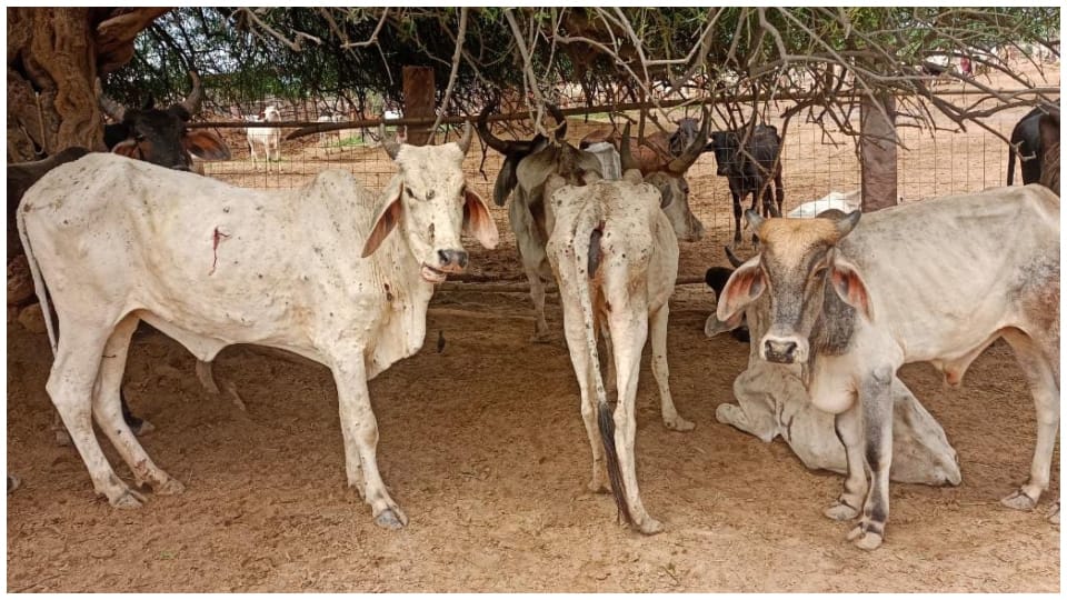 राजस्थान में करीब आठ हजार गायों की मौत।