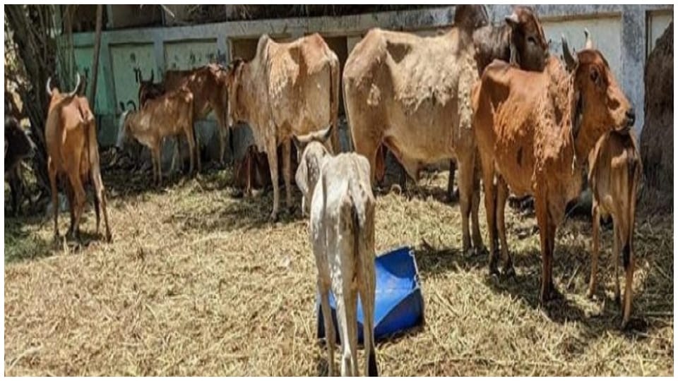 Lumpy skin disease 176 cattle died due to lumpy in Haryana
