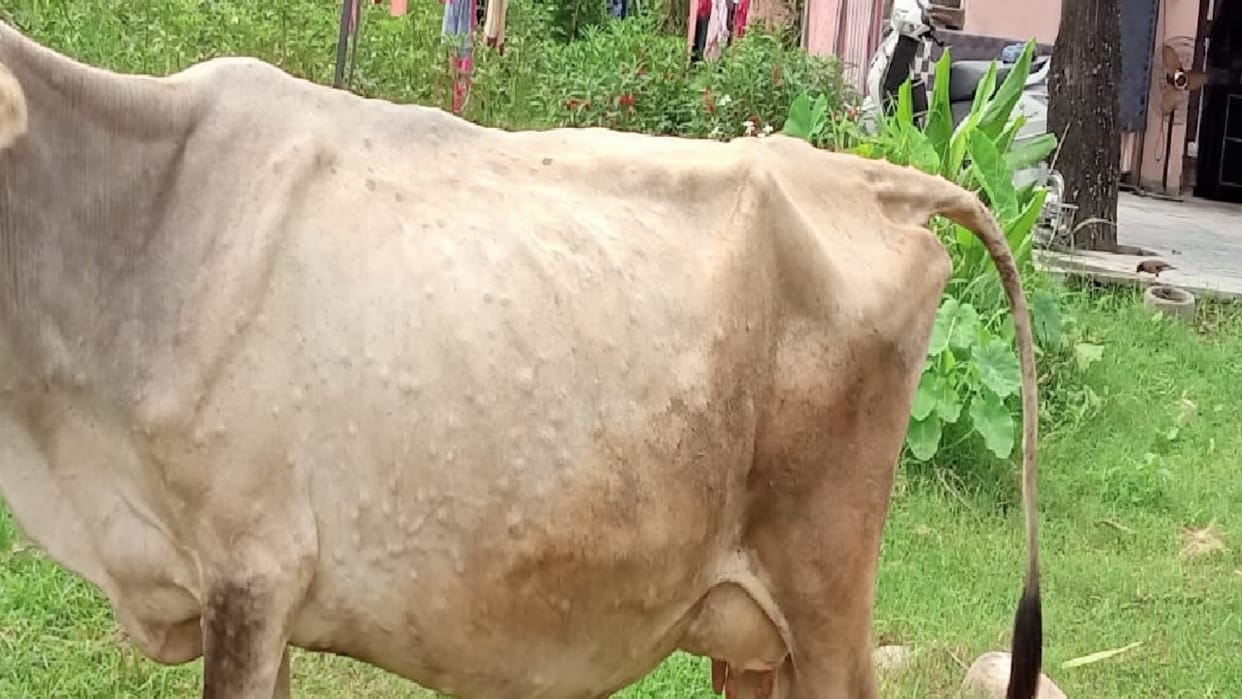 3,022 animals, 119 died due to Lumpy Skin Disease in Himachal