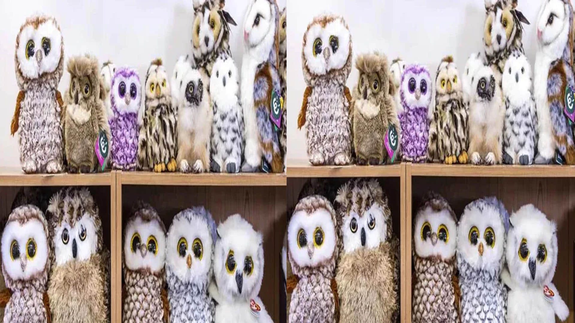 optical illusion find out the real owl in the picture challenge puzzle photo google trend