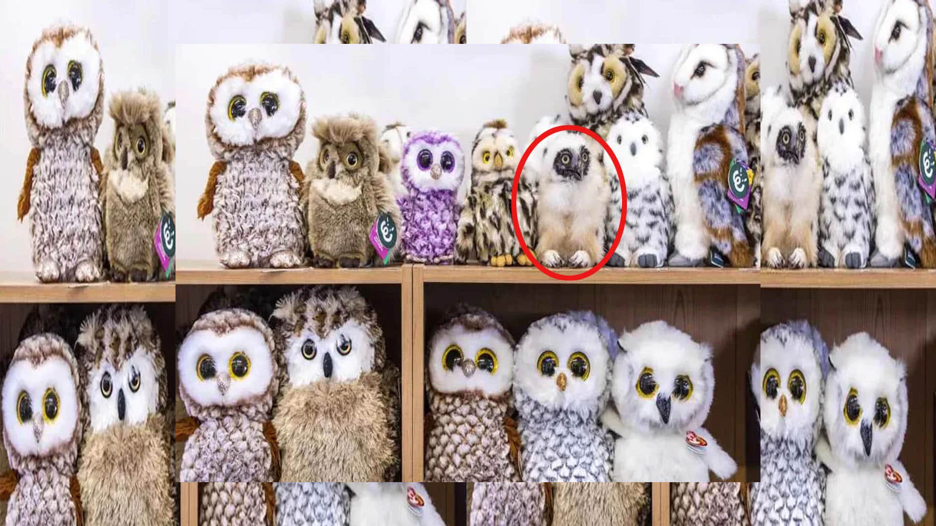 optical illusion find out the real owl in the picture challenge puzzle photo google trend