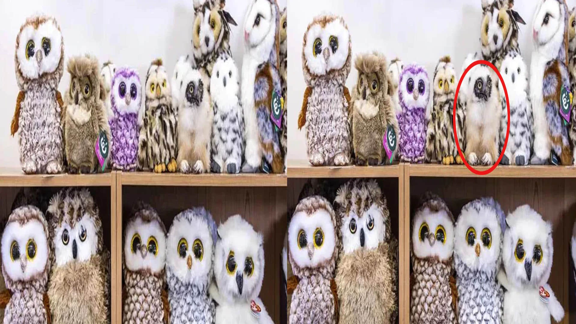 optical illusion find out the real owl in the picture challenge puzzle photo google trend