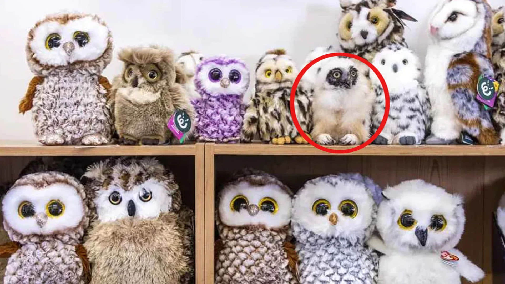 optical illusion find out the real owl in the picture challenge puzzle photo google trend
