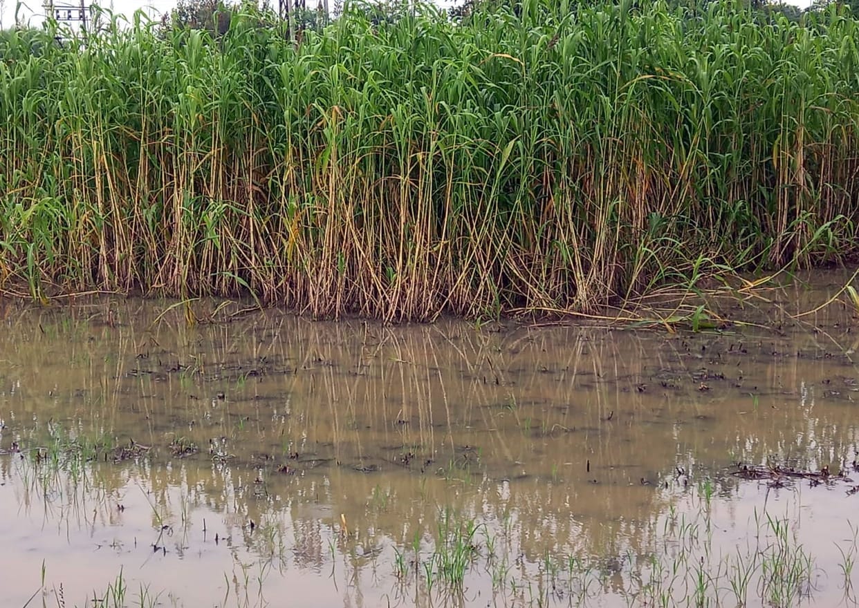 Cotton, millet and maize crops were ruined