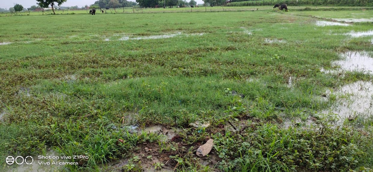 Paddy farmers' faces blossomed due to heavy rain