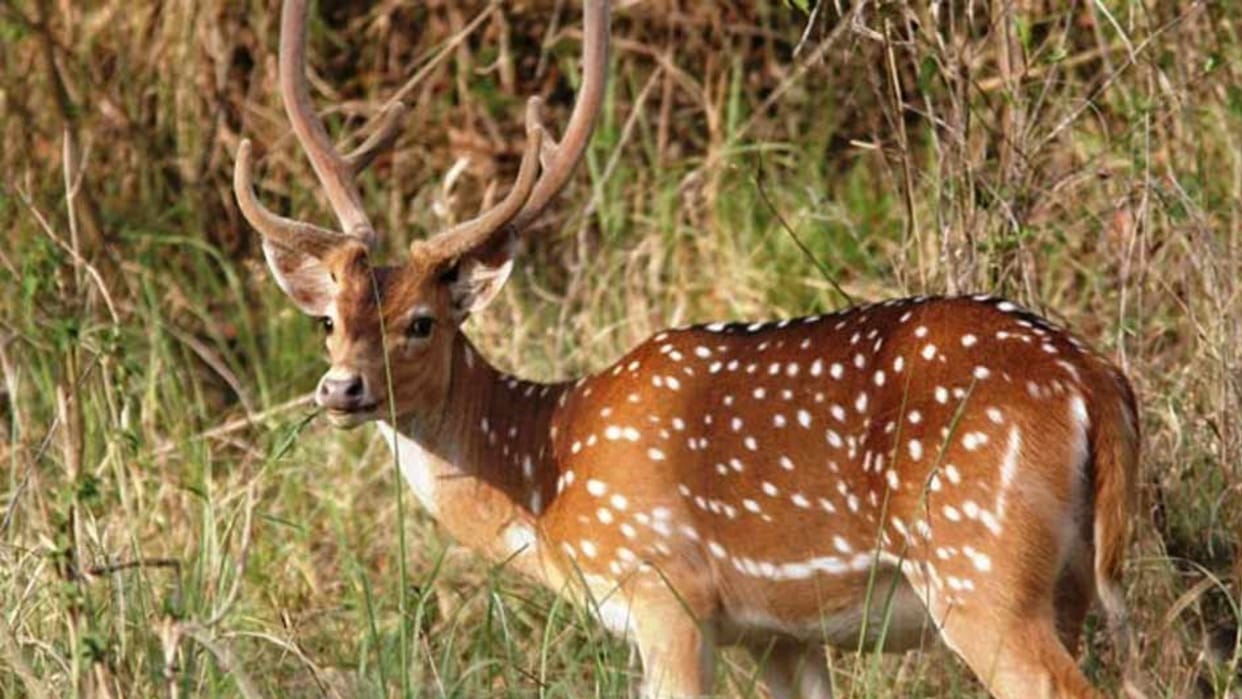 black deer and chital in mini zoo renuka ji himachal pradesh