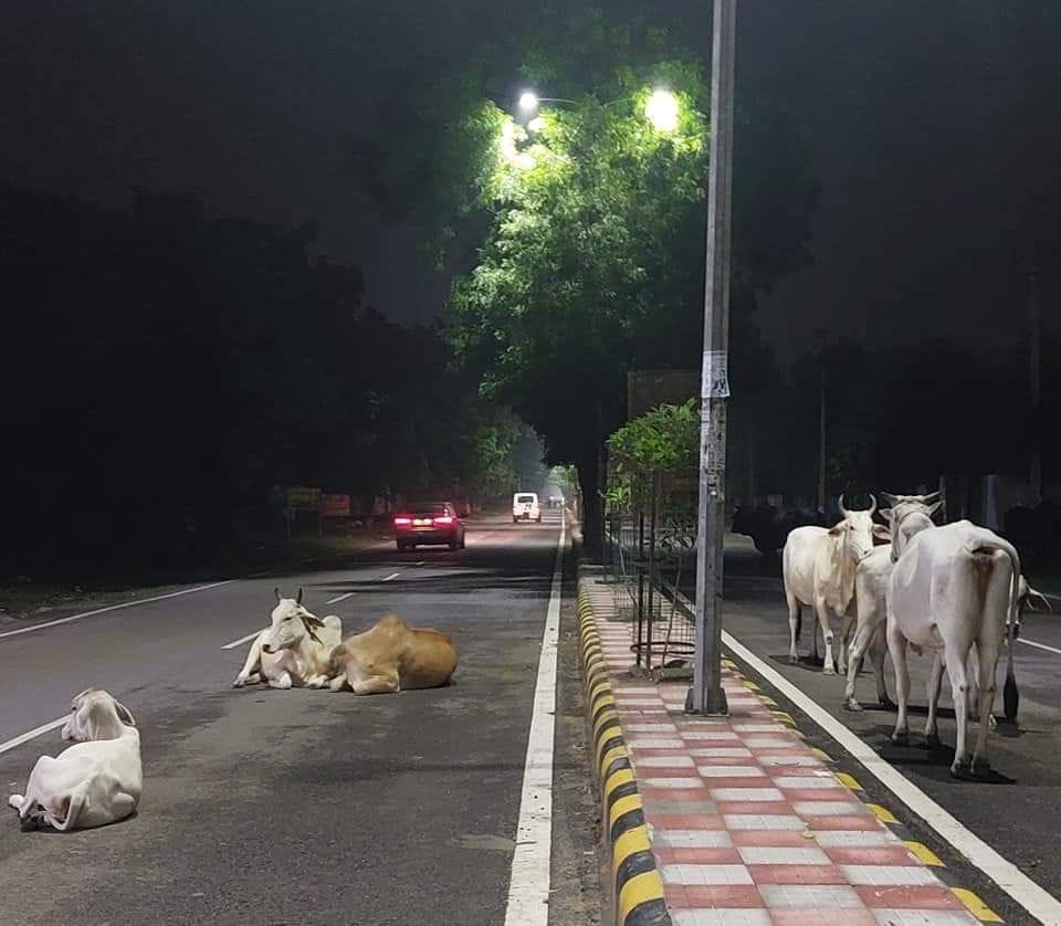Accidents will be curbed, tender extended till October to catch destitute animals