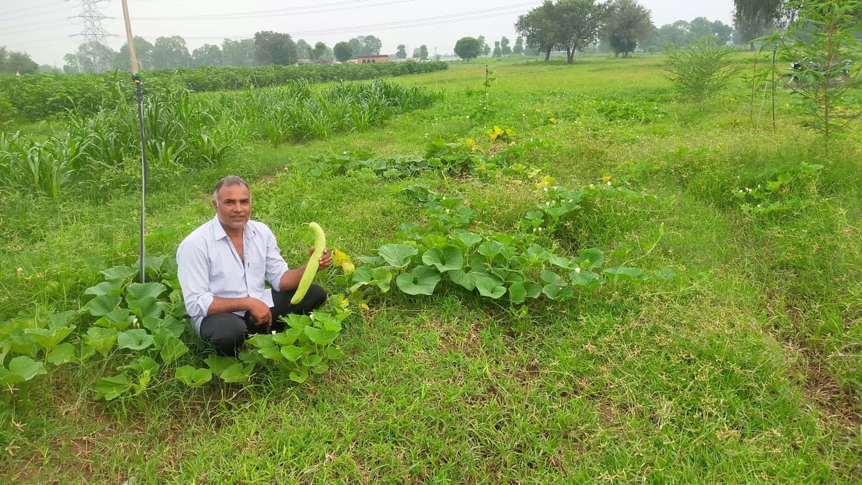 Hazari Lal made one and a half lakh by cultivating Gheya in half an acre
