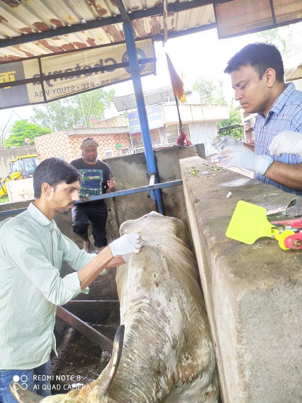 Growing virus, animal husbandry worried, Kurukshetra