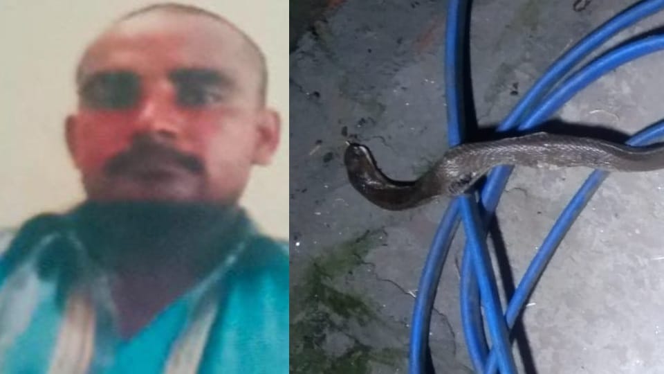 Farmer Died after bitten by snake in panipat