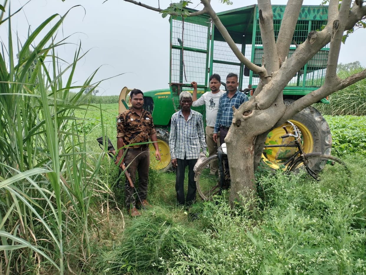 Forest workers were blown away after seeing the tiger in front