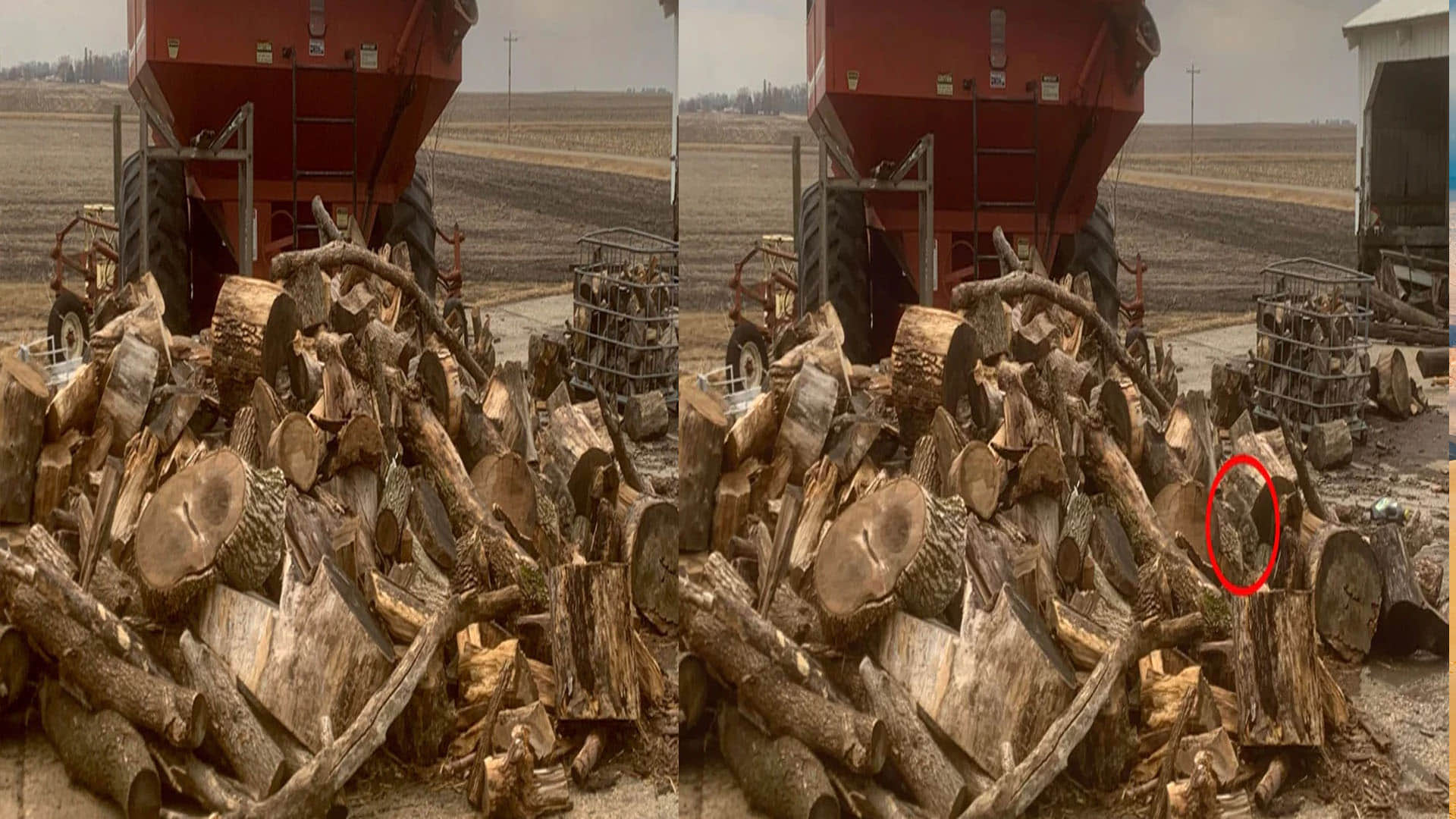 Optical Illusion Quiz With Answers Find Out Hidden Sitting Cat From Images Check Your Brain IQ