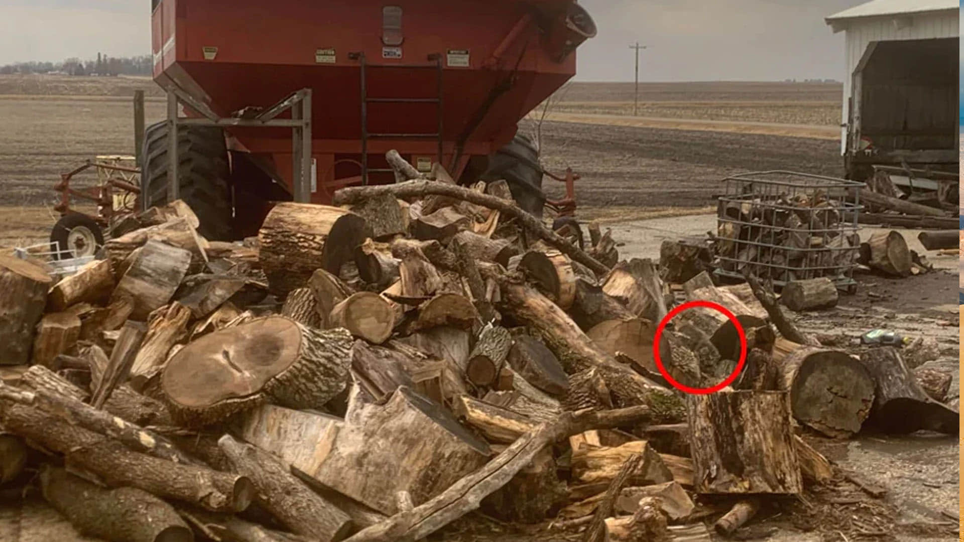 Optical Illusion Quiz With Answers Find Out Hidden Sitting Cat From Images Check Your Brain IQ