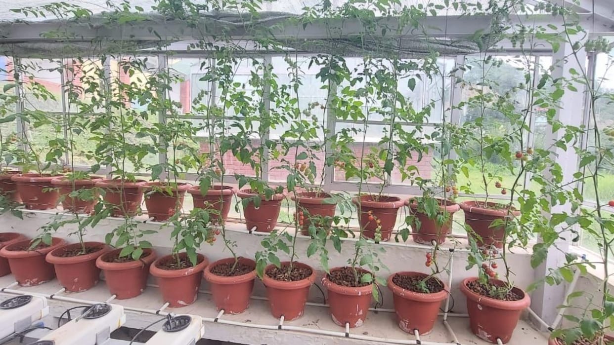 cherry tomato by hydroponic technique in nauni university solan himachal pradesh