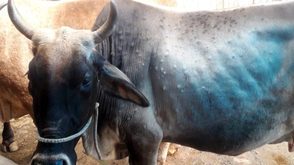 Thousands of cows died by lumpi virus in Rajasthan