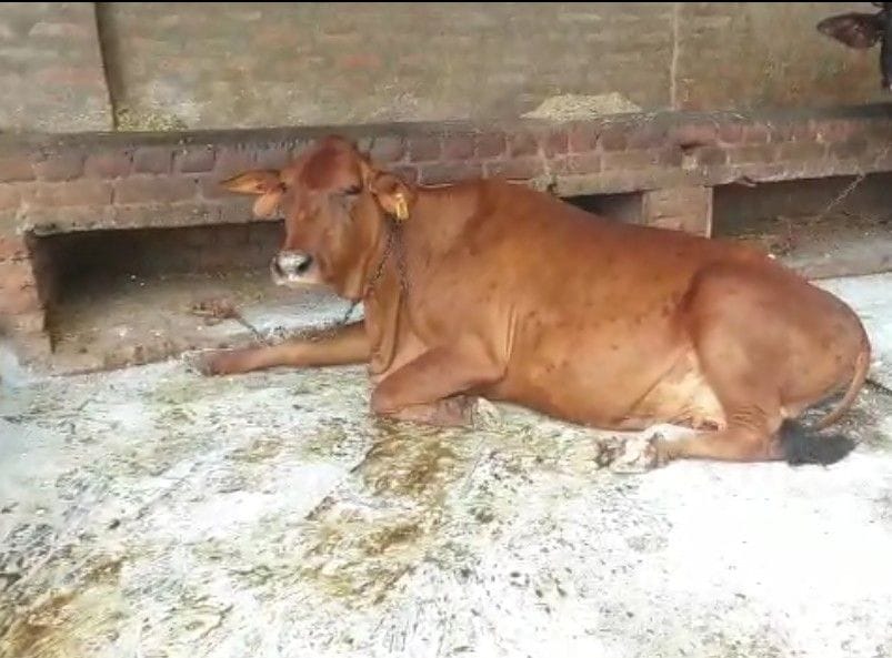 Two animals found lusty skin apprehensive, team isolates