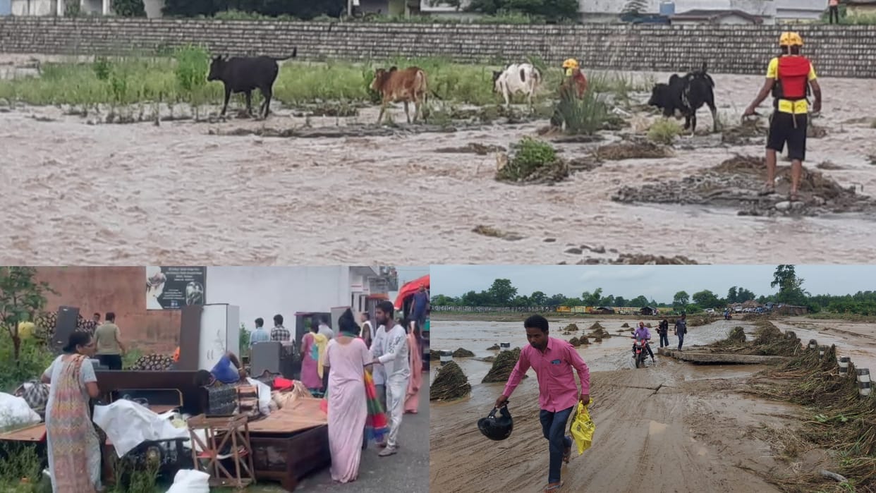 Chandrabhaga Water level river increased, cattle trapped on island, SDRF rescued