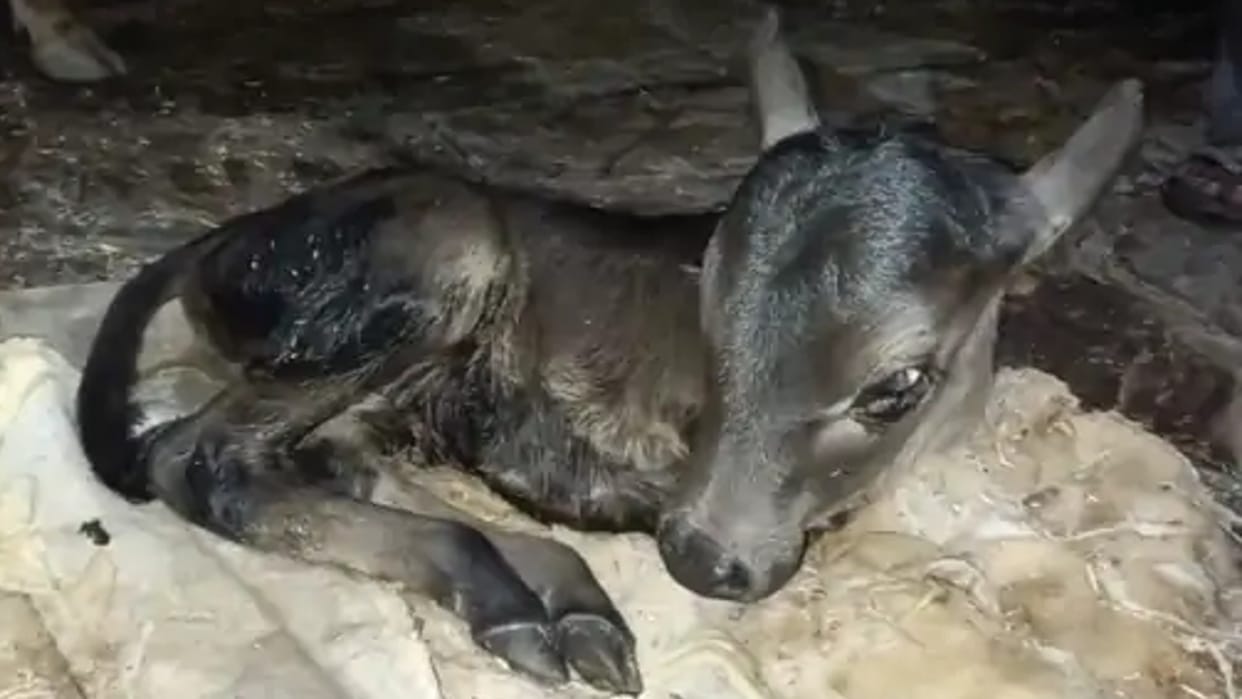 Cow gave birth to a two-legged calf in Sagar, people came to see, expert told congenital defect